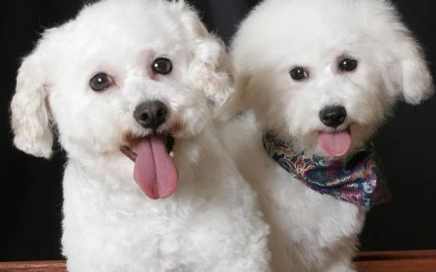 宠物医疗技术专业就业方向（宠物医生待遇发展前景）